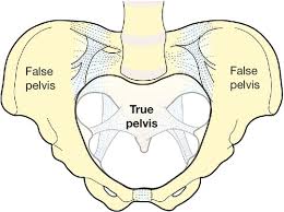 • pelvis begins at the iliac crests and ends at the symphysis pubis. Clinical Pelvic Anatomy Clinical Gate