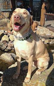 Adopt Maggie On Petfinder Yellow Labrador Retriever Dudley Labrador Dog Adoption