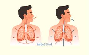 Sistem Pernapasan Manusia: Organ dan Cara Kerjanya