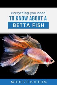 Betta Fish Care Sheet Expert Guide On Creating An Optimal