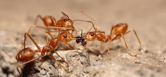 Whether you have fire ants in your yard, garden, or house, these steps will help. How To Deal With Fire Ants Pest Issues By Fantastic Services Australia