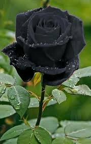 Rose Flowers Color In 2020 Beautiful Rose Flowers Black Rose Flower Beautiful Flowers Photos