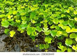 Image result for Marsileaceae