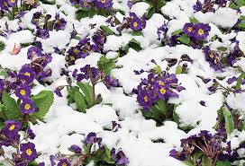 Flowers that grow in texas winter. Gardening For Winter Color For The Round Top Texas Area