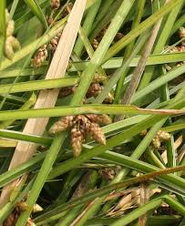 Image result for Schoenoplectiella mucronata