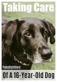 Taking Care Of A 16 Year Old Dog Paws Right Here Elderly Dog Care Old Dogs Elderly Dogs