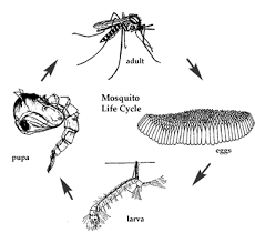 Mosquito larvae swimming pool worm identification. Life Cycle Of A Mosquito Mosquito Mosquito Life Cycle Life Cycles