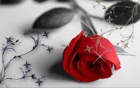 Roses the sign of love. Rose Flower Photos Love