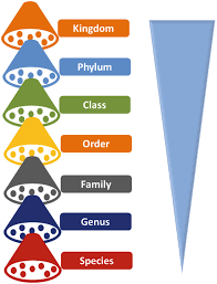 Image result for Phyla