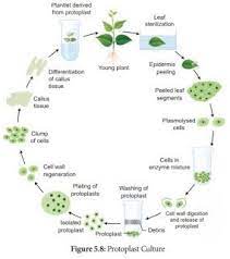 Single cells, plant cells without cell walls (protoplasts), pieces of leaves, stems or roots can often be used to generate a new plant on culture media given the. Easy And Creative Biology Protoplast Isolation And Culture Cells And Tissues Plant Cell Cell Wall