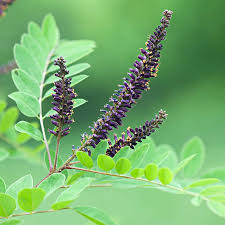 Image result for Indigofera ramosa