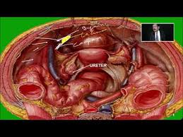 This area provides support for the intestines and also contains the bladder and reproductive organs. Lecture On Pelvic Anatomy Video Medtube Net