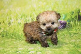 Find havapoo puppies for sale and dogs for adoption. Havapoo Puppies Are Born Ready April 2020 Tlc Puppy Love