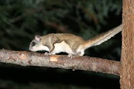 Image result for squirrel