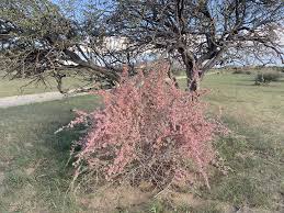 Image result for Phaeoptilum spinosum