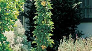 In 2012 i added columnar scarlet sentinel™ and golden™ sentinel. Apple Pillars Sunset Magazine