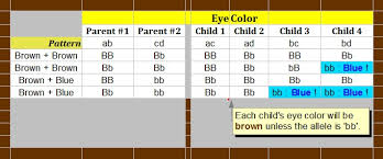 Baby Eye Color Calculator Chart And Predictor Momjunction