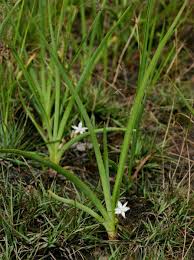 Image result for Chlorophytum affine