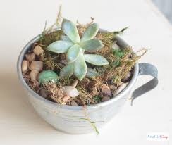 Check spelling or type a new query. Tin Cup Succulent Dish Garden Atta Girl Says