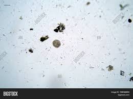 Animal cell under microscope 100x. Microscopic Single Image Photo Free Trial Bigstock