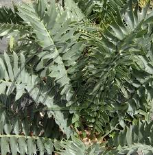 Image result for Encephalartos schmitzii