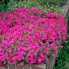Additionally, there are 4 separate plants for the scatter. Roter Polsterphlox Im Ca 9 Cm Topf Online Kaufen Bei Gartner Potschke