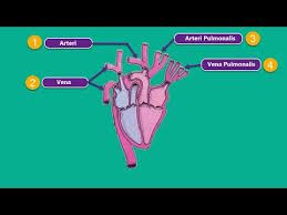 Mungkin penting untuk diketahui disini, bahwa kata heart dalam dunia kedokteran berarti jantung, bukan hati. Sistem Peredaran Darah Pada Burung Kabar Cibaliung Online