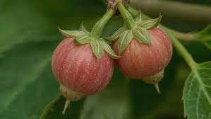 Image result for Olacaceae