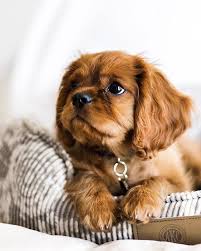 Black And Tan Cavalier King Charles Spaniel Puppy Pin By Ihab Eladawi On Dogs King Charles Cavalier Spaniel Puppy Puppies Pets