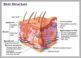 Function Of The Integumentary System Graph Diagram In 2020 Skin Anatomy Integumentary System Adipose Tissue