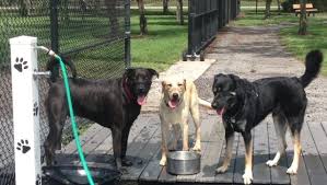 United kennel club (ukc) is an international dog registry celebrating bonds, rewarding ability, and preserving the value of a pedigree. Barkuptoday Dogs Usdaa Animal Wellness Fido Friendly World Rally Cynosports