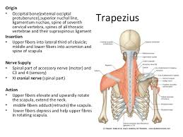 After reading this article, you'll be able to say yes! Superficial Muscles Of Back