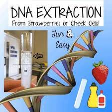 Free Dna Extraction Cheek Cells Or Strawberries Minilab O Dna Activities Biology Lessons Teaching Biology