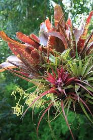 What kind of soil should i use for my cactus and succulents? mixing in with potting soil and other ingredients for hoyas, snake plants, bromeliads, peperomias & any other plants where i want to up the ante on the drainage & aeration. Bromeliads In Hanging Basket Bromeliads Succulent Landscape Design Tropical Garden Design