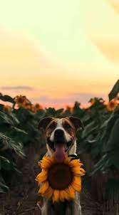 Best Dogs Wallpaper Phone Backgrounds Iphone Wallpapers Ideas Dog Wallpaper Iphone Sunflower Wallpaper Dog Wallpaper