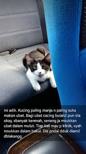 Yang terbaik bahkan sangat dianjurkan untuk rajin memberikan vaksin pada hewan. The Kampungs Publicaciones Facebook