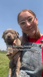 Do you have a favourite breed?? 🐥, ., ., #dogbreeder #dogbreeders  #labbreeder #dogbreederslife #albertadog #chocolatelab #silverlab #fyp