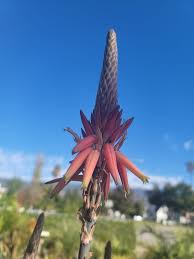 Image result for Streptocarpus myoporoides