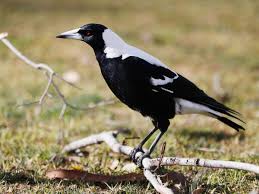 Their birth place was indiana, west baden It S Beloved But Australia S Magpie Is An International Bird Of Mystery Leo Joseph The Guardian