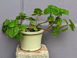 Image result for Pilea johnstonii