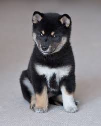 Black And Tan Shiba Inu Chihuahua Mix Epingle Par Hachiko W Sur Puppies Bebe Chien Photo Animaux Bebe Animaux Mignon
