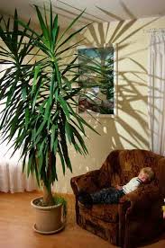 Check spelling or type a new query. Yucca Plant Care Growing The Yucca Tree How To