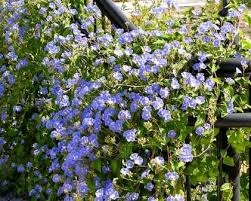 Image result for Thunbergia gossweileri