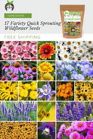Pretty wild seeds are working hard to get as many seed packs out to as many people as possible. Wildflower Seeds Perennial 17 Variety 3oz In 2021 Wildflower Seeds Grow Wildflowers Wild Flowers