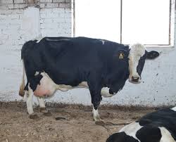 Lirik hitam duniamu putih cintaku oleh jhoni iskandar. Mengenai Baka Hitam Dan Putih Lembu Lembu Lembu Ciri Peraturan Penjagaan