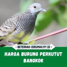 Ada banyak sekali orang yang mencari burung perkutut jenis ini. Jenis Dan Harga Burung Perkutut Bangkok Gacor Beternakdirumah