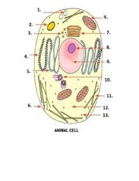 Check spelling or type a new query. This Is Designed As A Three Part Stand Alone Activity Included Are Color Copies Of A Plant And Animal C Plant And Animal Cells Animal Cell Activity Animal Cell