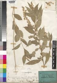 Image result for Polygala persicariifolia