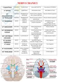 Ottavo paio di nervi cranici, con funzioni sensoriali, ciascuno dei quali è formato da due diversi nervi dalle funzioni ben distinte: Nervi Cranici