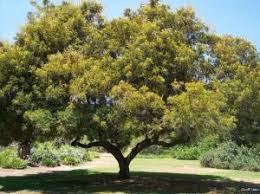 Image result for Peltophorum africanum